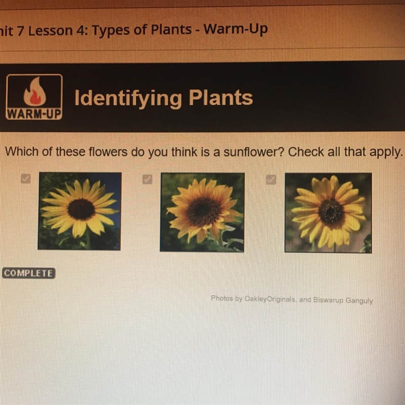 Which of these flowers do you think is a sunflower? Check all that apply.-example-1