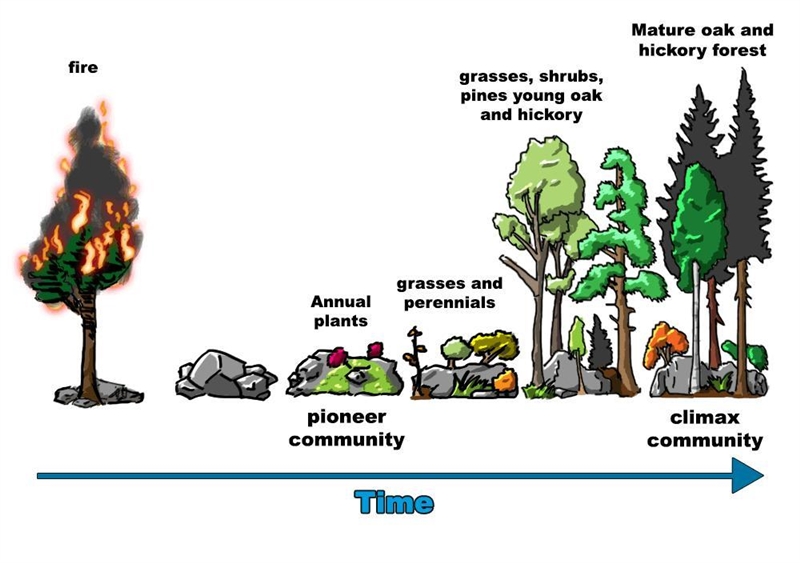 No links! pls help What process is occurring in the illustration? a) classic ecosystem-example-1