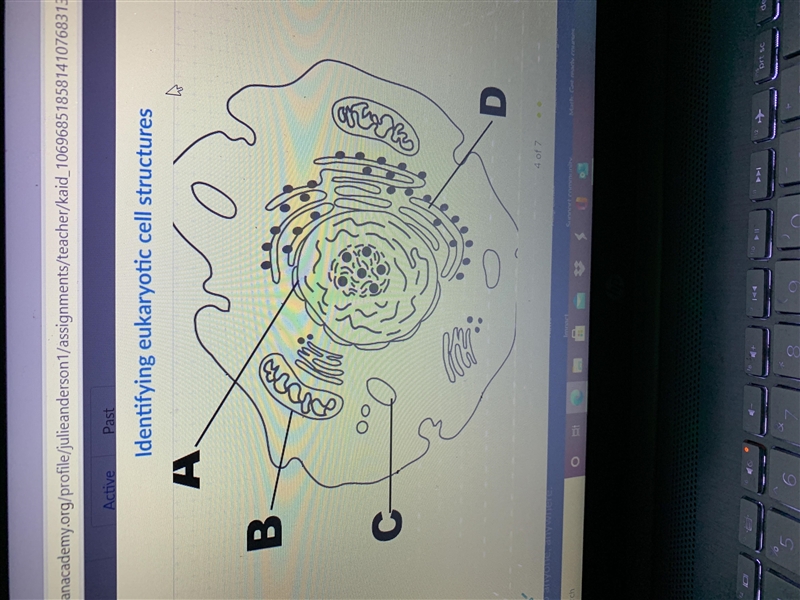 What structure represents the nucleus of the cell?-example-1