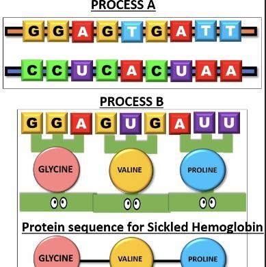 ￼EMERGENCY!!!! which process is transcription and which one is translation????!!!!!!!!!!! PLEASE-example-1