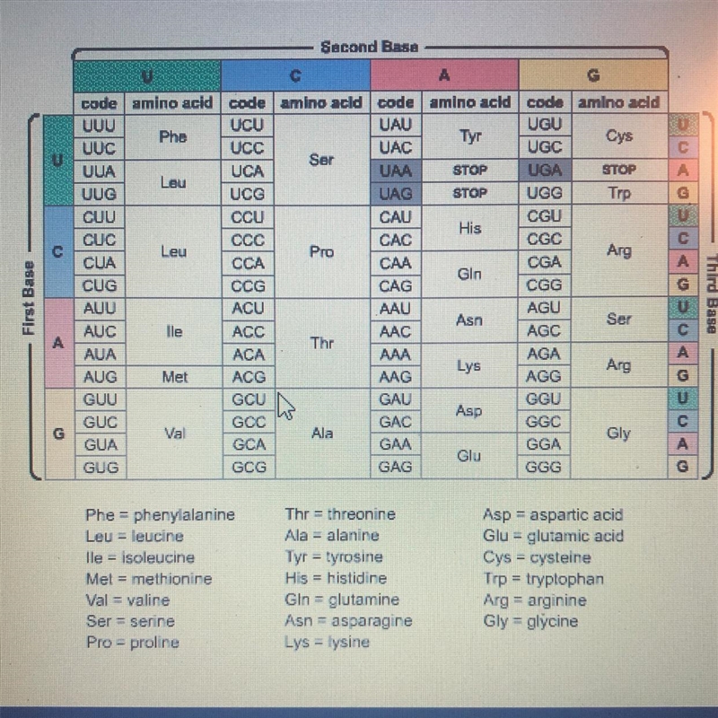 A strand of mRNA has the sequence : AUGGACACGUUG What sequence of amino acids are-example-1