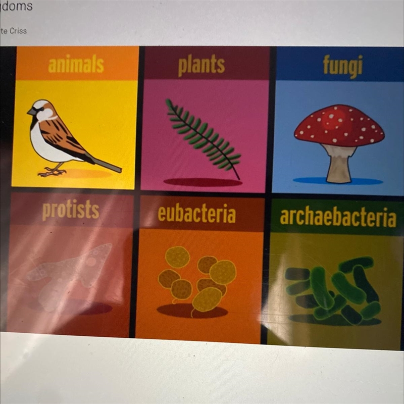 Human beings belong to ......... A. Kingdom Protista B. Kingdom Fungi C. Kingdom Plantae-example-1