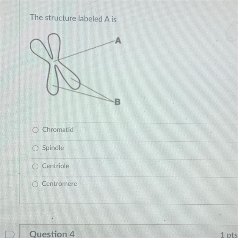 The structure labeled A is A 8 O Chromatid Spindle O Centriole O Centromere-example-1