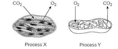 Two biological processes that occur in certain organelles are represented in the diagrams-example-1