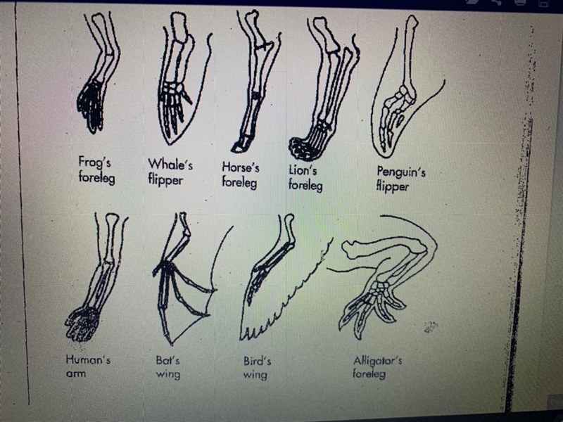 Which limbs preform similar functions-example-1