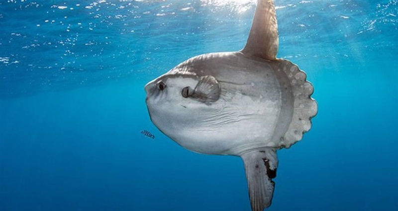 Can I own a sunfish legally? I mean the very big ones in the ocean.-example-1