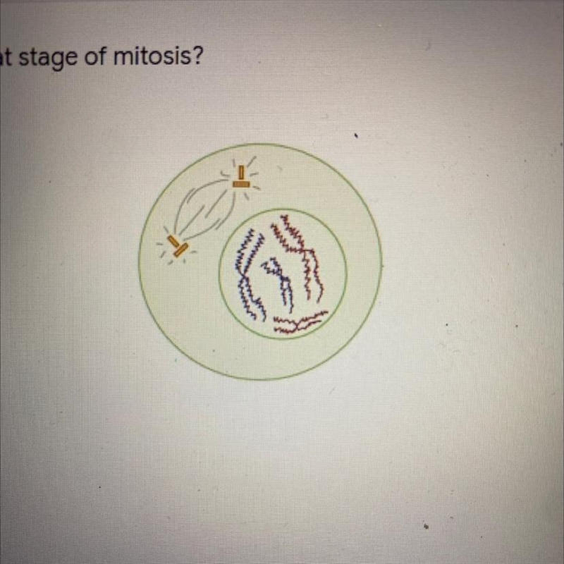 This cell is in what stage of mitosis?-example-1