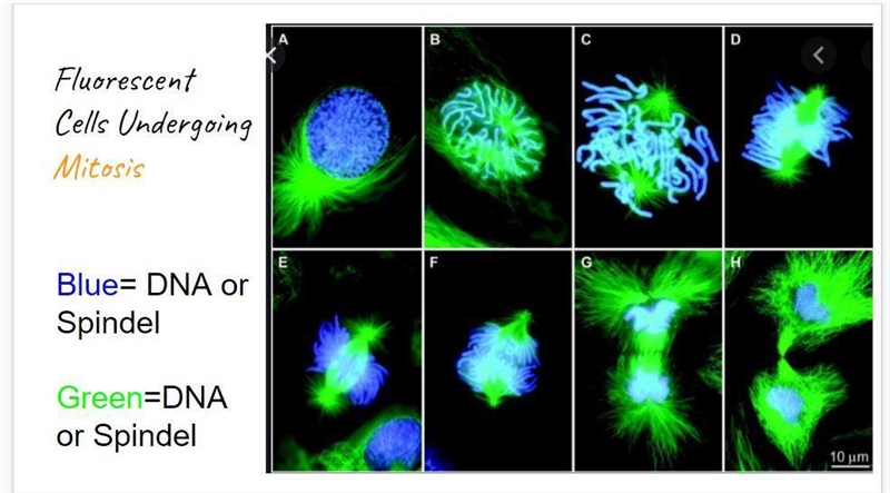 Just tell me which one is the DNA and Spindel. Green or Blue-example-1