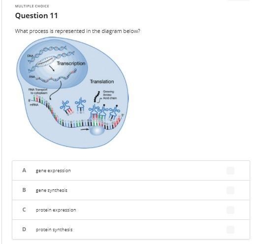 Biology multiple choice-example-1