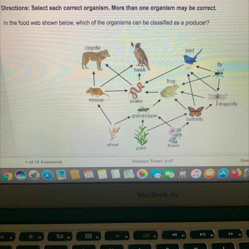 In the food web shown below, which of the organisms can be classified as a producer-example-1