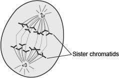 The following diagram shows a stage of a cell during mitosis. An oval has sister chromatids-example-1