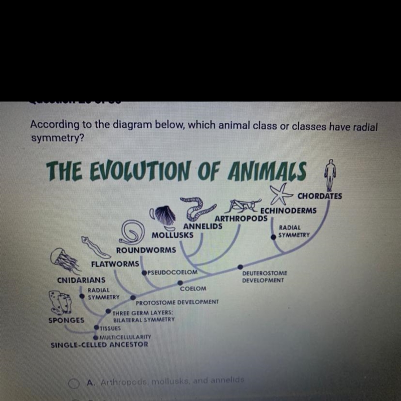 A. Arthropods, mollusks, and annelids B. Cnidarians and echinoderms C. Echinoderms-example-1