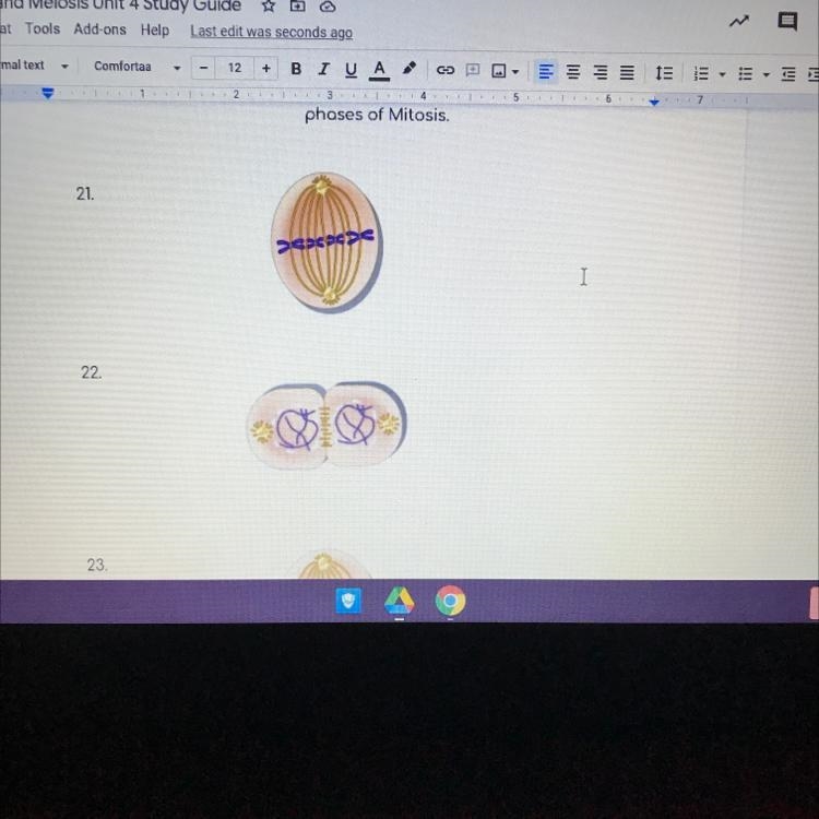 Please identify the phases of mitosis-example-1