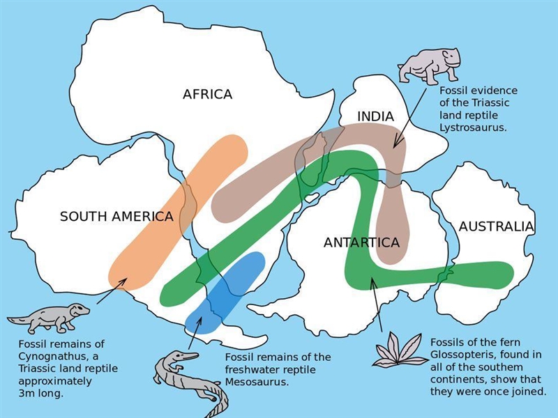 HELPPPPP According to the following map, the distribution of WHAT?? is used as evidence-example-1