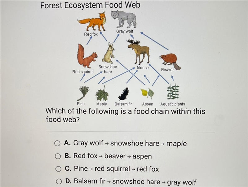 Which of the following is a food chain within this food web? A. Gray wolf - snowshoe-example-1