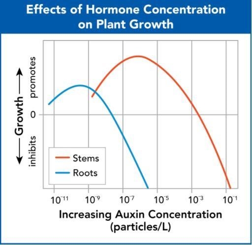 Please help! How is the growth of the roots affected by the auxin concentration at-example-1