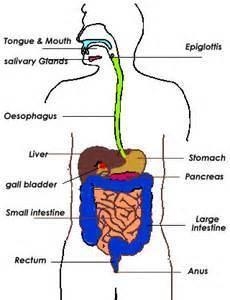 Maintaining homeostasis keeps the internal environment in the body functioning properly-example-1