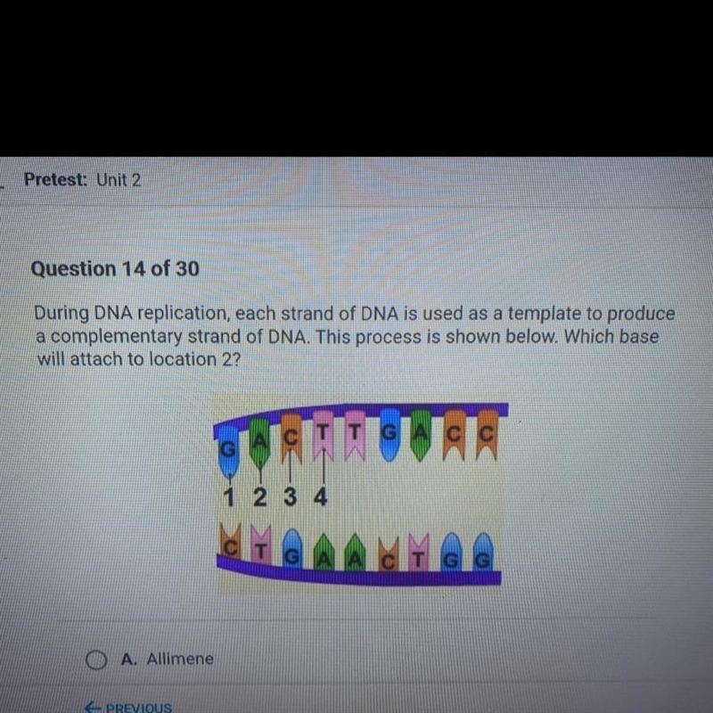 During DNA replication each strand of dna is used as a template to produce a complementary-example-1