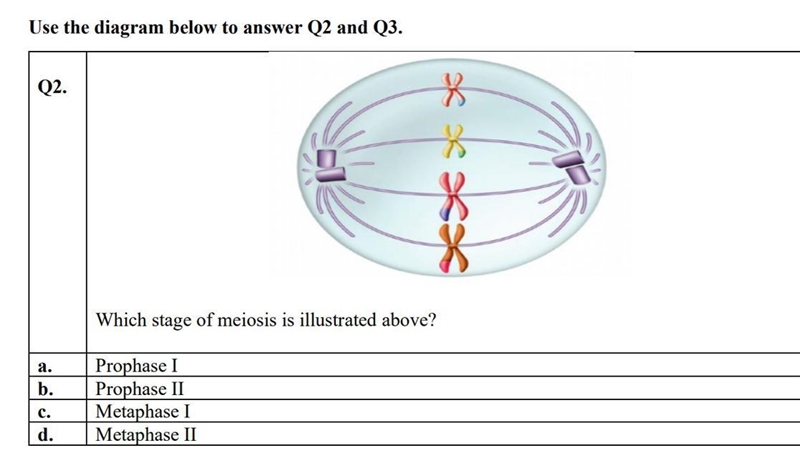 Use the diagram below to answer Q2 and Q3. Q2. Which stage of meiosis is illustrated-example-1