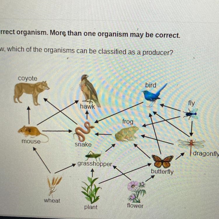 Directions: Select each correct organism. More than one organism may be correct. In-example-1