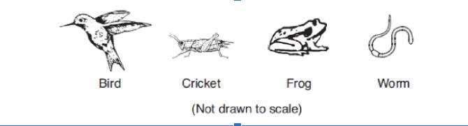 The diagram below shows four living organisms. Which statement about the organisms-example-1