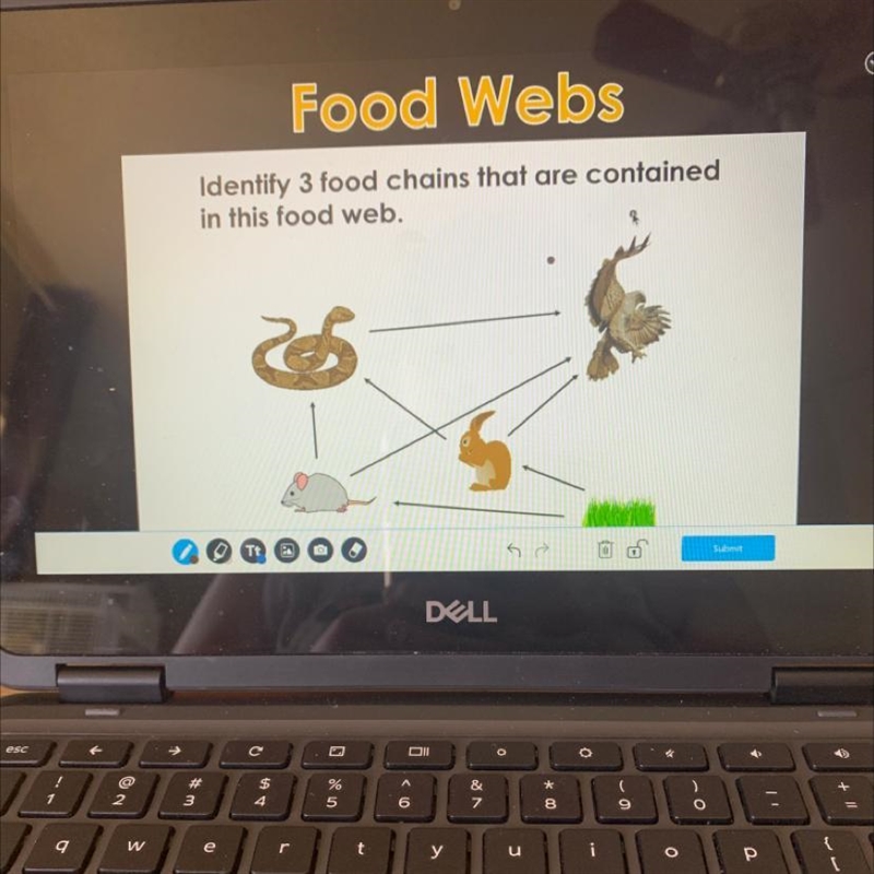 Rood weos Identify 3 food chains that are contained in this food web.-example-1