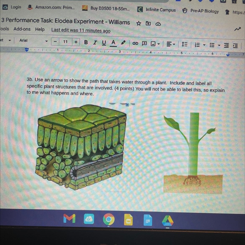 3b. Use an arrow to show the path that takes water through a plant. Include and label-example-1