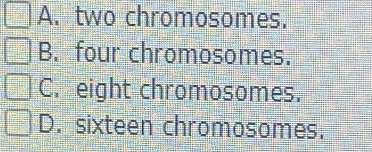 During normal cell division, a parent cell having four chromosomes in G1 will produce-example-1