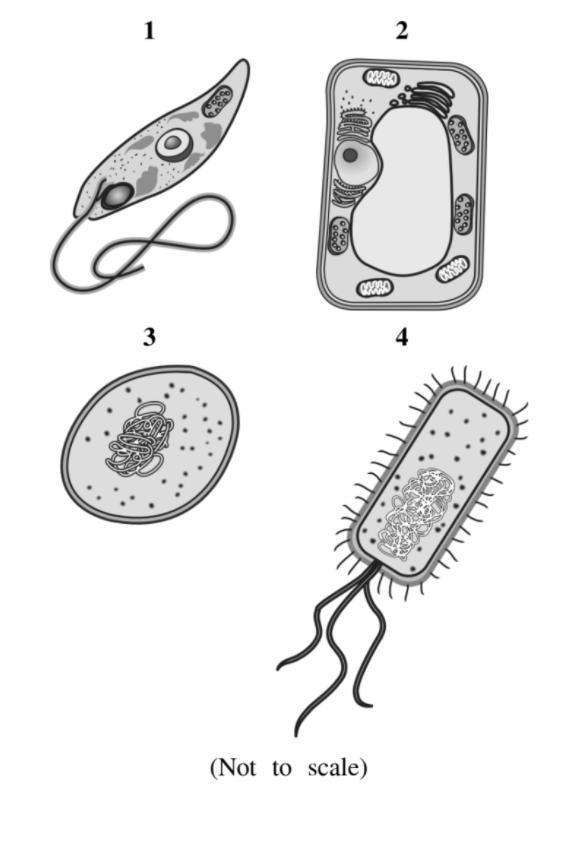 Which one is Prokaryotic? (multiple) No links or spam-example-1