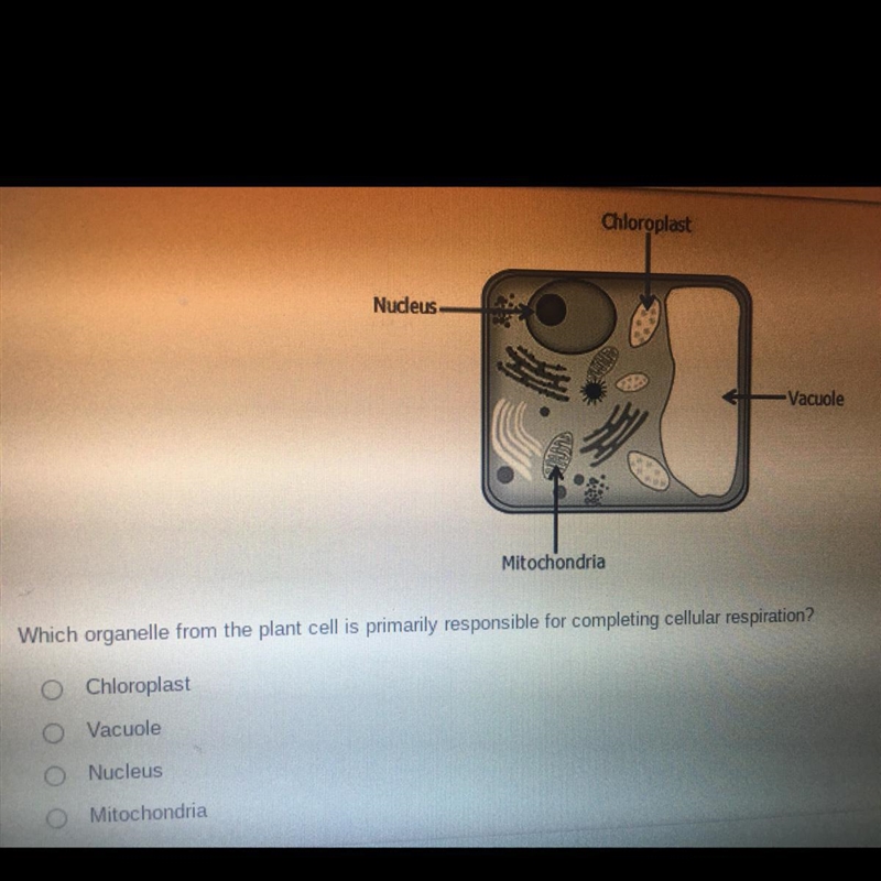 Which one ? Help please! Thank you!-example-1