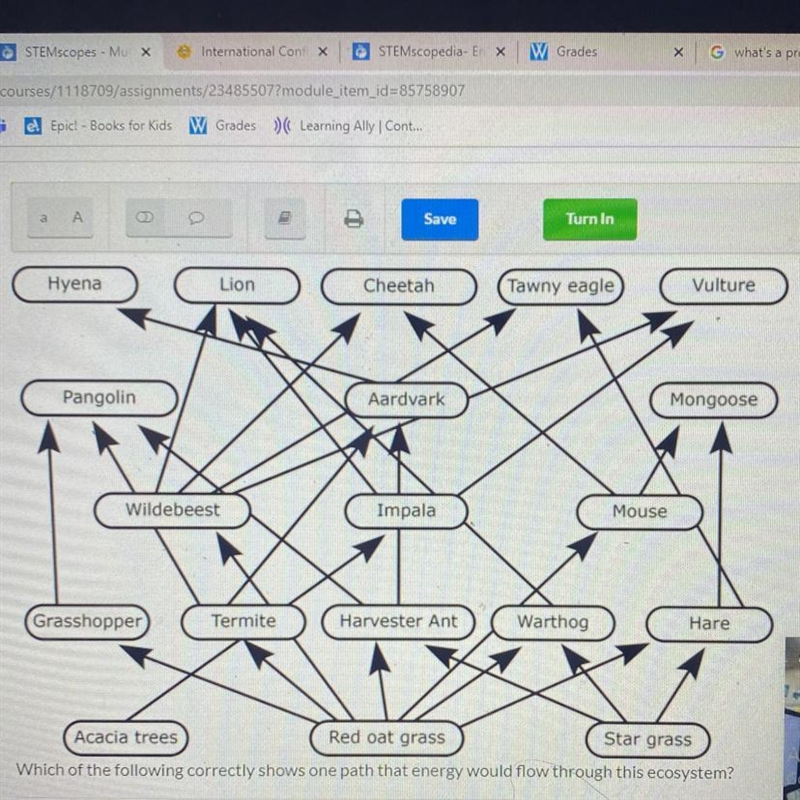 Which of the following correctly shows one path that energy would flow through this-example-1