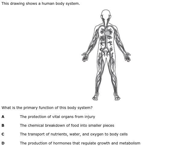 What is the primary function of this body system?-example-1