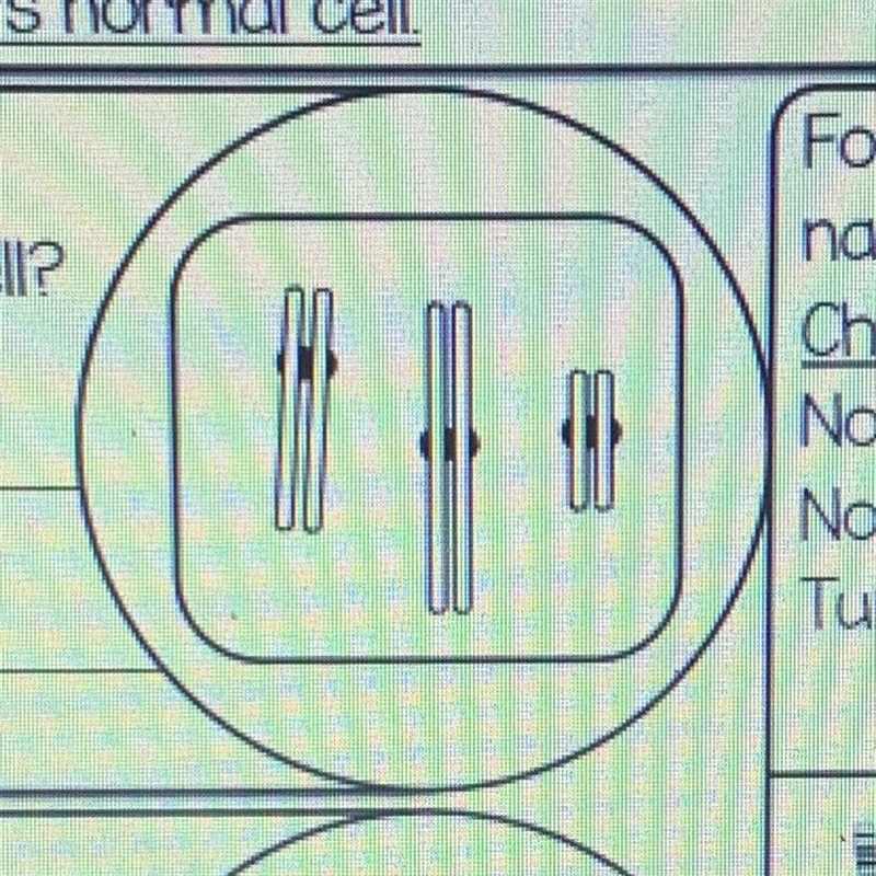 Is this cell haploid or diploid? How can you tell?-example-1