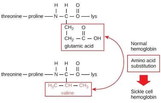 100 Points for REAL answer fast before it GO Threonine, proline and lysine are amino-example-1