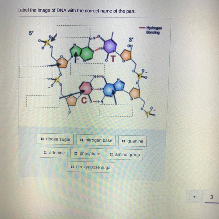 HELP! Label the image of the DNA with the correct name of the part!-example-1