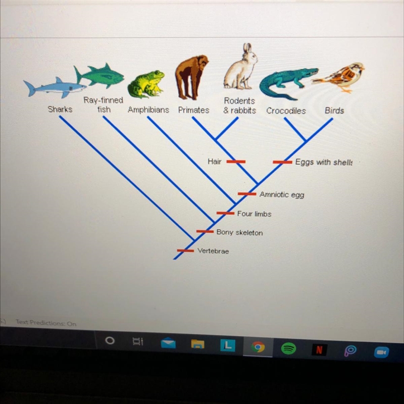 Which organisms on the cladogram do not have four limps?-example-1