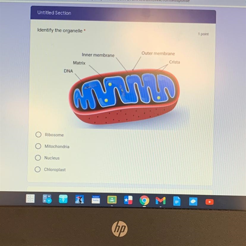 Identify the organelle * 1 point Outer membrane Inner membrane Crista Matrix DNA ma-example-1