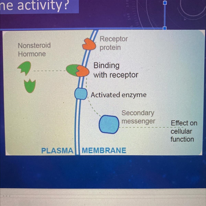 How do hormones affect gene activity?-example-1