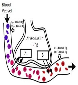 Use the diagram to answer the following questions: Question A: What is A? Question-example-1