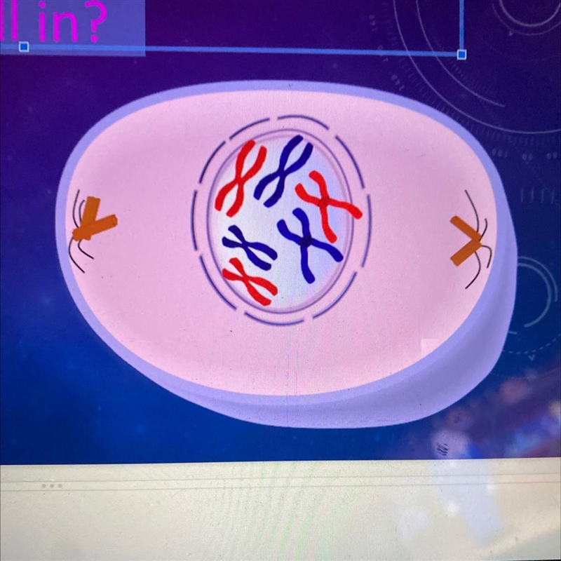 What phase of the cell cycle is this cell in?-example-1