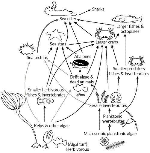 The following illustration shows a food web for a kelp forest off of the coast of-example-1