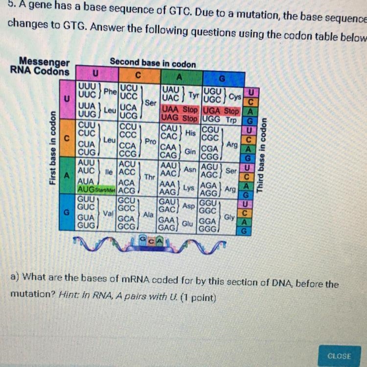 A) What are the bases of mRNA coded for by this section of DNA, before the mutation-example-1