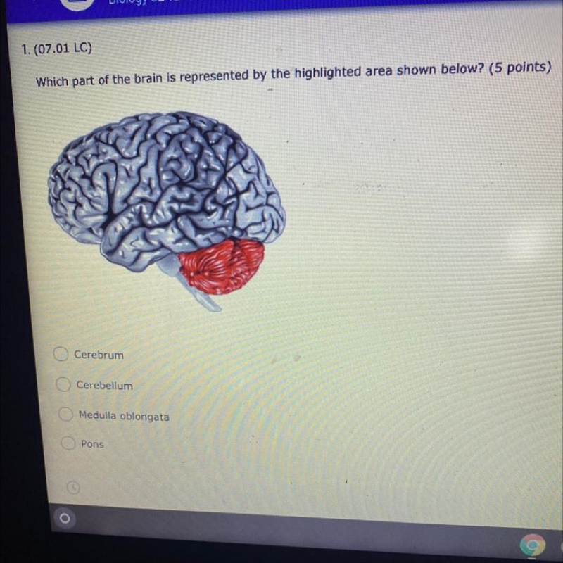 Which part of the brain is represented by the highlighted area shown below? (5 points-example-1