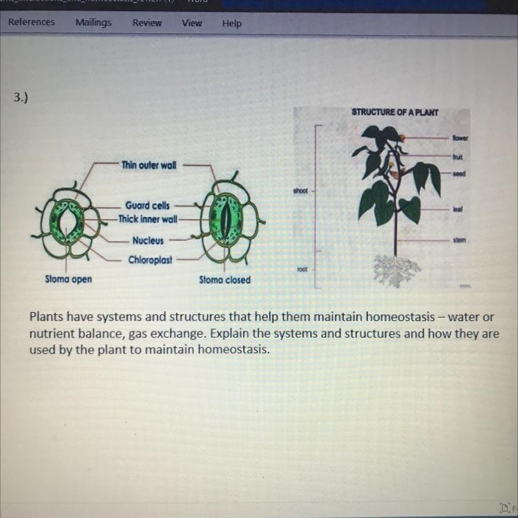 Explain the systems and structures and how they are used by the plant to maintain-example-1