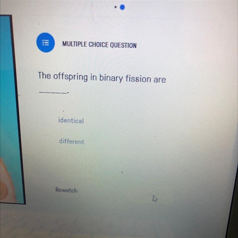 The offspring in binary fission are identical different-example-1