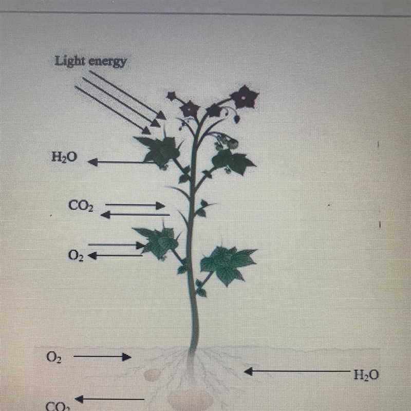 have you ever heard that a potato is a starchy vegetable? starch is a carbohydrate-example-1