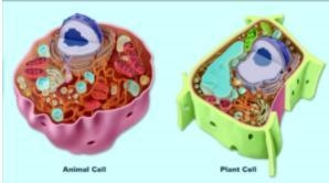 Compare and contrast the cell structures / organelles found in plant and animal cells-example-1