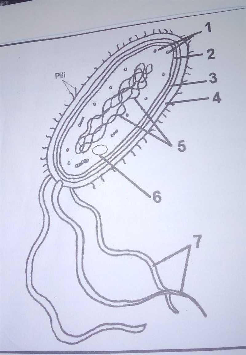 *1* Provide labels for parts number 3,5 and 6 *2* State the function of part labelled-example-1