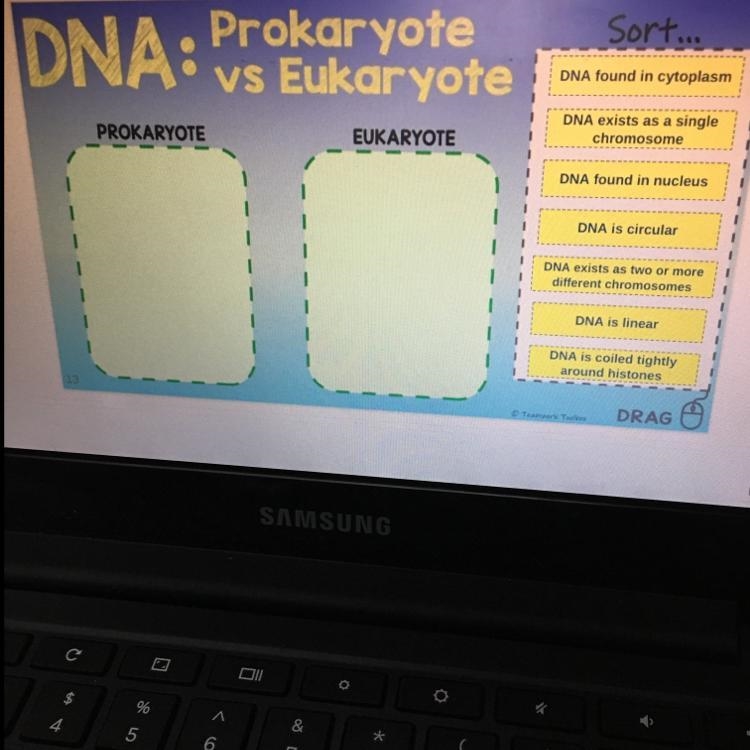 Sort... DNA: Prokaryote vs Eukaryote DNA found in cytoplasm PROKARYOTE EUKARYOTE DNA-example-1