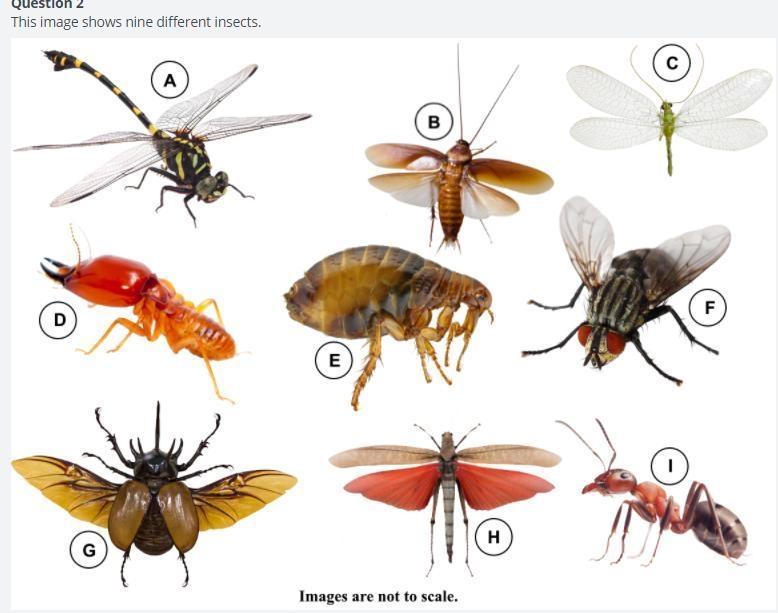 Use this dichotomous key to identify the taxonomic order of each insect. (Hint: All-example-2